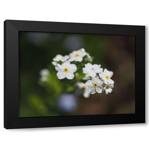 Wood Forget Me Not Black Modern Wood Framed Art Print by Bonin, Suzanne