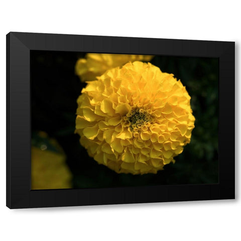 Yellow Marigold Black Modern Wood Framed Art Print by Bonin, Suzanne