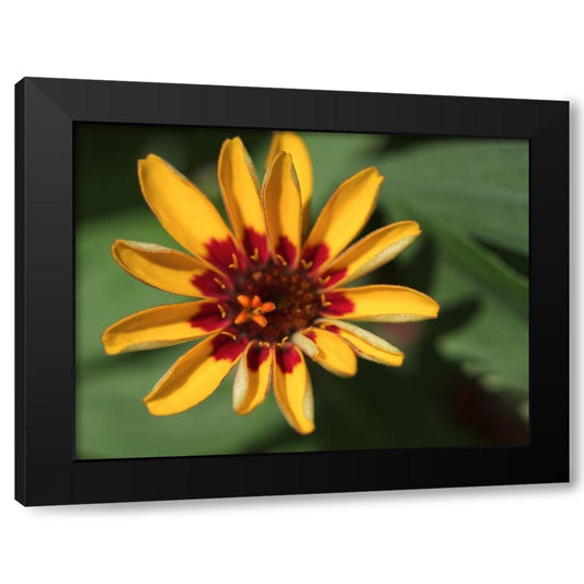 Zinnia Black Modern Wood Framed Art Print by Bonin, Suzanne