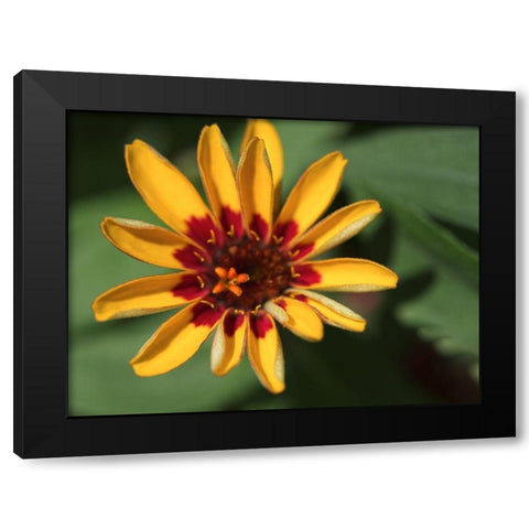 Zinnia Black Modern Wood Framed Art Print by Bonin, Suzanne