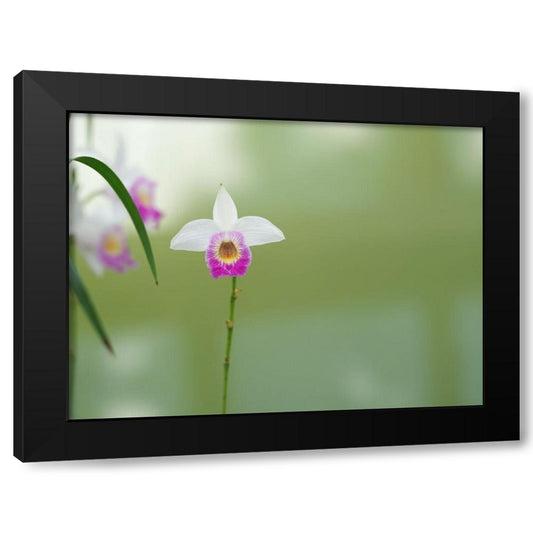 Bamboo Orchid Black Modern Wood Framed Art Print by Bonin, Suzanne