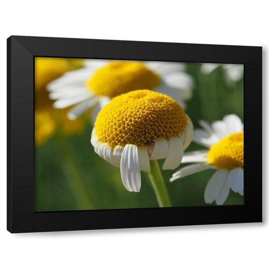 Chamomile Black Modern Wood Framed Art Print by Bonin, Suzanne