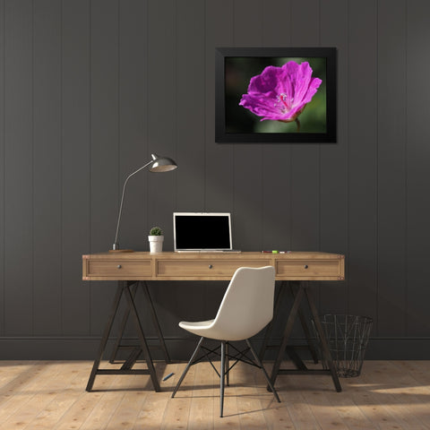 Bloody Geranium Black Modern Wood Framed Art Print by Bonin, Suzanne