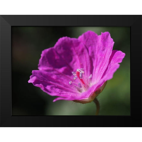 Bloody Geranium Black Modern Wood Framed Art Print by Bonin, Suzanne