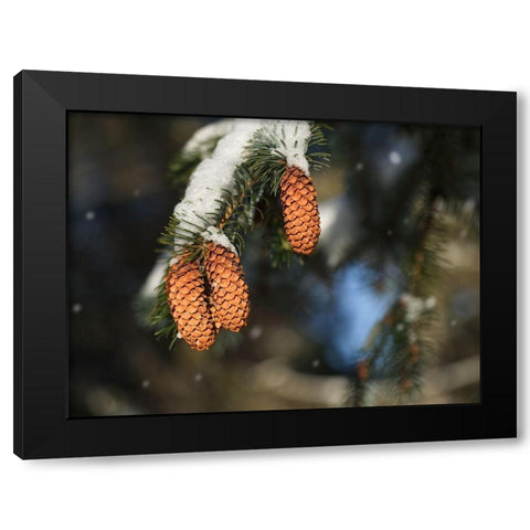 Cocottes Black Modern Wood Framed Art Print by Bonin, Suzanne