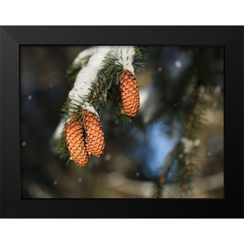 Cocottes Black Modern Wood Framed Art Print by Bonin, Suzanne