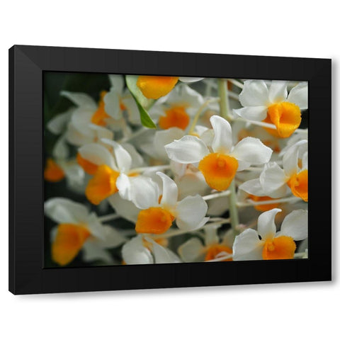 Dendrobium Thyrsiflorum Black Modern Wood Framed Art Print by Bonin, Suzanne
