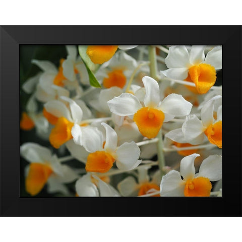 Dendrobium Thyrsiflorum Black Modern Wood Framed Art Print by Bonin, Suzanne