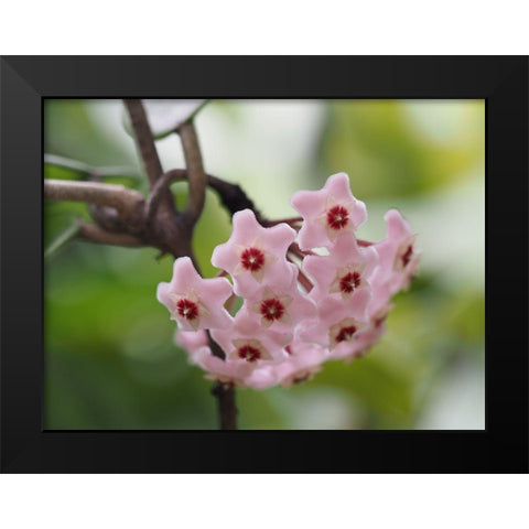 Hoya Carnosa Black Modern Wood Framed Art Print by Bonin, Suzanne