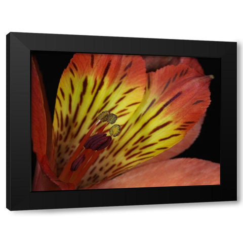 Lily Of The Incas Black Modern Wood Framed Art Print by Bonin, Suzanne