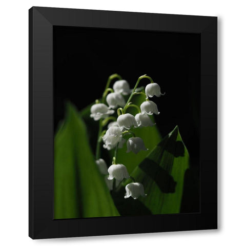 Lily Of The Valley Black Modern Wood Framed Art Print by Bonin, Suzanne