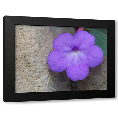 Magic Flower Black Modern Wood Framed Art Print with Double Matting by Bonin, Suzanne