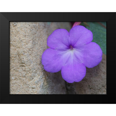 Magic Flower Black Modern Wood Framed Art Print by Bonin, Suzanne