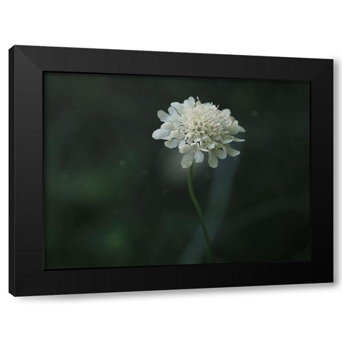 Pincushion Black Modern Wood Framed Art Print by Bonin, Suzanne