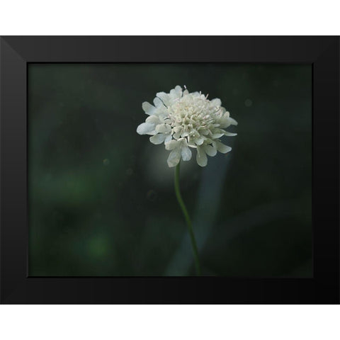 Pincushion Black Modern Wood Framed Art Print by Bonin, Suzanne