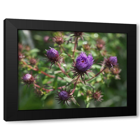 Asters Black Modern Wood Framed Art Print with Double Matting by Bonin, Suzanne