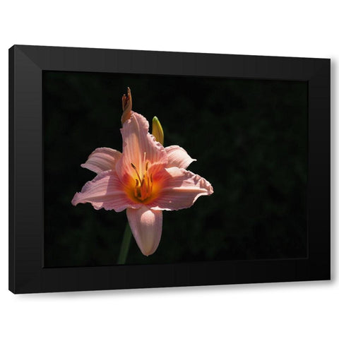 Daylily Black Modern Wood Framed Art Print with Double Matting by Bonin, Suzanne