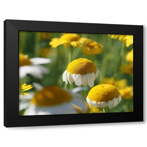 Field of Chamomile Flowers Black Modern Wood Framed Art Print with Double Matting by Bonin, Suzanne