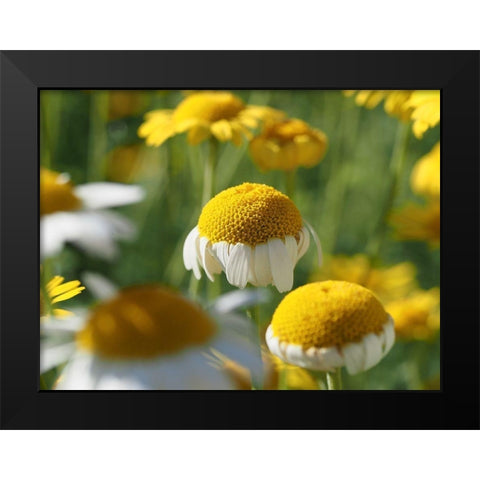 Field of Chamomile Flowers Black Modern Wood Framed Art Print by Bonin, Suzanne