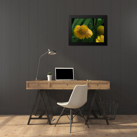 Gaillardia Black Modern Wood Framed Art Print by Bonin, Suzanne