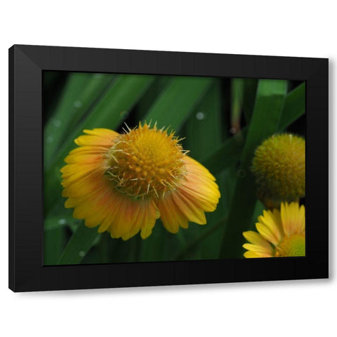 Gaillardia Black Modern Wood Framed Art Print by Bonin, Suzanne
