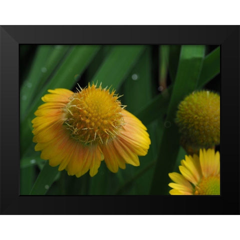 Gaillardia Black Modern Wood Framed Art Print by Bonin, Suzanne
