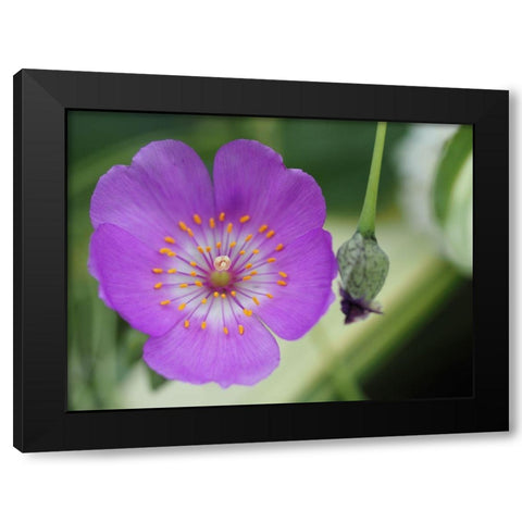 Jazz Time Black Modern Wood Framed Art Print with Double Matting by Bonin, Suzanne