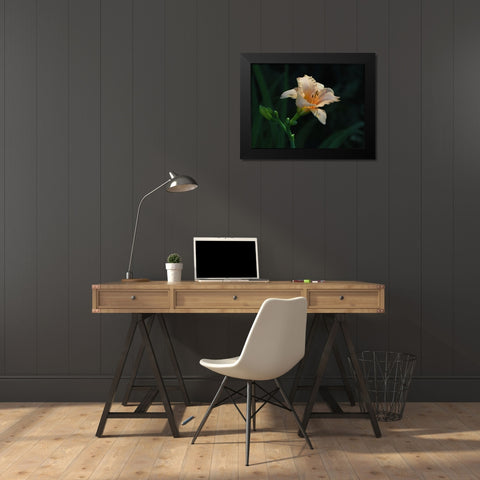 Peach Daylily Black Modern Wood Framed Art Print by Bonin, Suzanne
