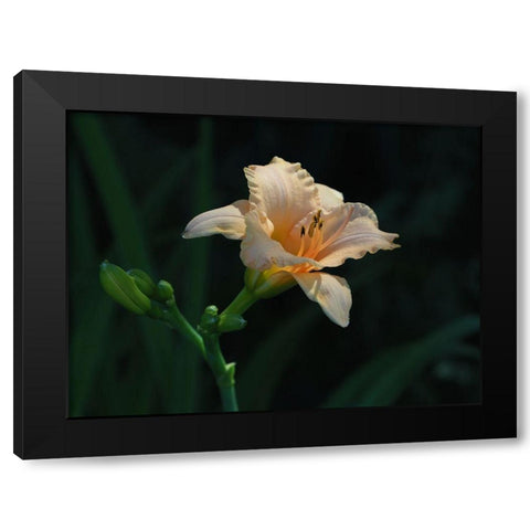 Peach Daylily Black Modern Wood Framed Art Print with Double Matting by Bonin, Suzanne