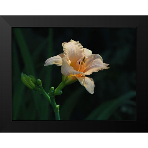 Peach Daylily Black Modern Wood Framed Art Print by Bonin, Suzanne