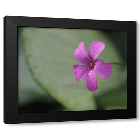 Pink Sorrel Black Modern Wood Framed Art Print with Double Matting by Bonin, Suzanne