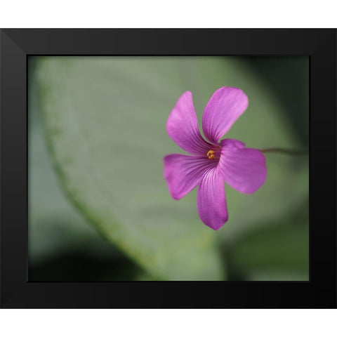Pink Sorrel Black Modern Wood Framed Art Print by Bonin, Suzanne