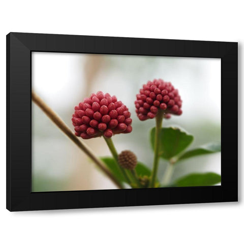 Powder Puff Buds Black Modern Wood Framed Art Print by Bonin, Suzanne