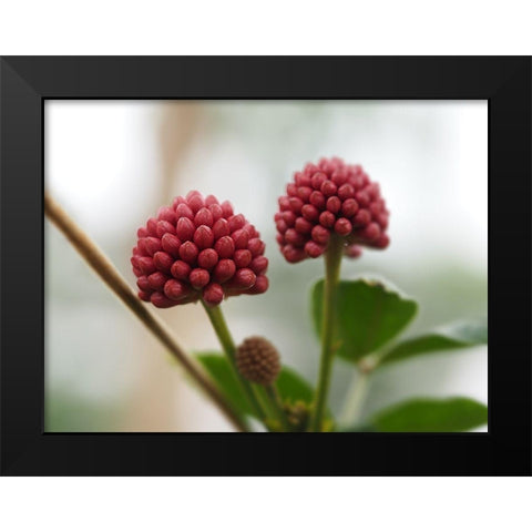 Powder Puff Buds Black Modern Wood Framed Art Print by Bonin, Suzanne