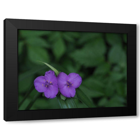 Virginia Spiderwort Black Modern Wood Framed Art Print by Bonin, Suzanne