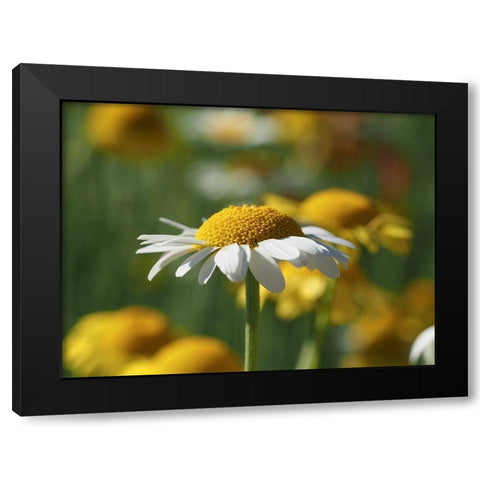 White Chamomile Black Modern Wood Framed Art Print by Bonin, Suzanne