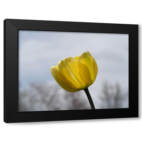 Alone Black Modern Wood Framed Art Print by Bonin, Suzanne