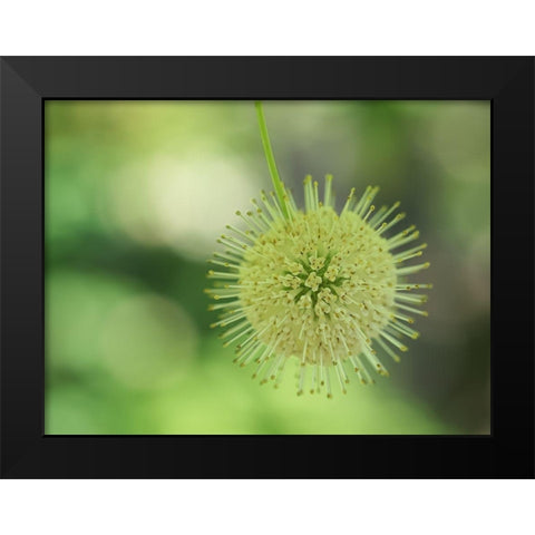 Cephalanthus Occidentalis Black Modern Wood Framed Art Print by Bonin, Suzanne