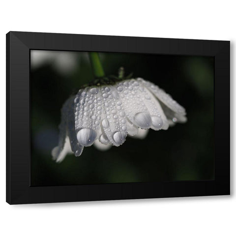 Daisy With Droplets Black Modern Wood Framed Art Print by Bonin, Suzanne