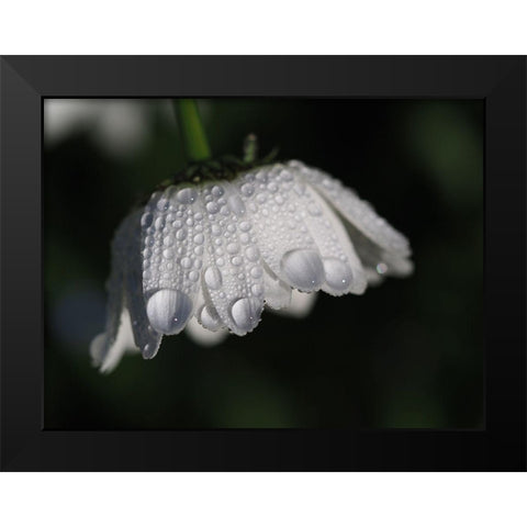 Daisy With Droplets Black Modern Wood Framed Art Print by Bonin, Suzanne