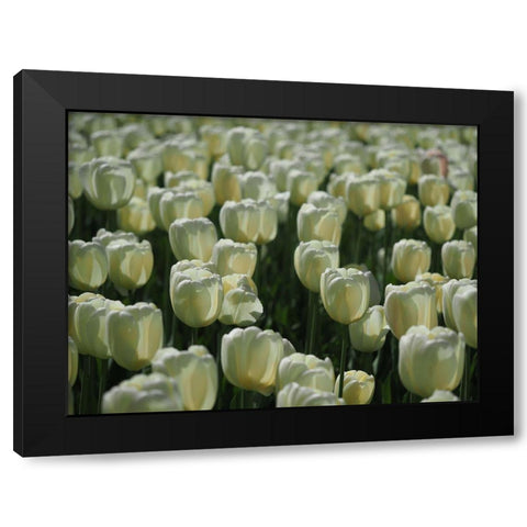 Field Of White Tulips Black Modern Wood Framed Art Print with Double Matting by Bonin, Suzanne