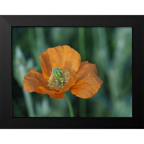 Fire Poppy Black Modern Wood Framed Art Print by Bonin, Suzanne