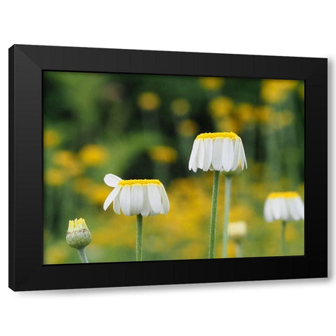 Lawn Daisies Black Modern Wood Framed Art Print with Double Matting by Bonin, Suzanne