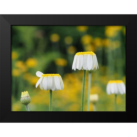 Lawn Daisies Black Modern Wood Framed Art Print by Bonin, Suzanne