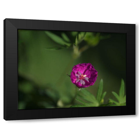 Lonely Black Modern Wood Framed Art Print with Double Matting by Bonin, Suzanne