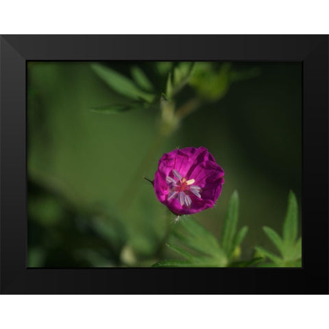 Lonely Black Modern Wood Framed Art Print by Bonin, Suzanne
