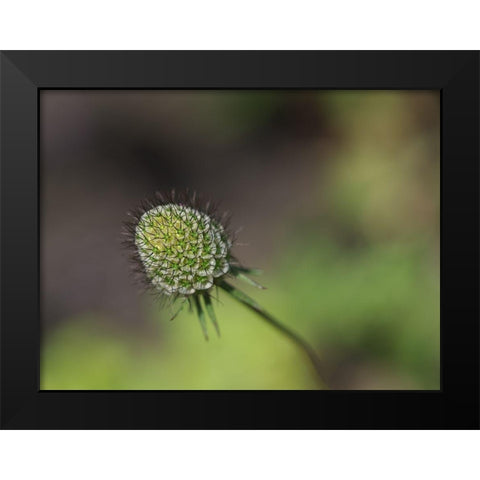Mournful Widow Black Modern Wood Framed Art Print by Bonin, Suzanne