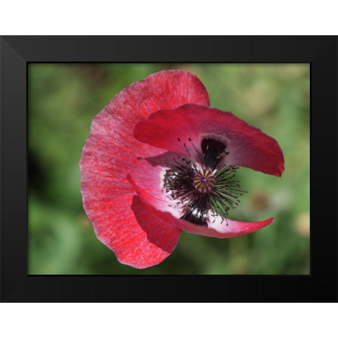 Opium Poppy Black Modern Wood Framed Art Print by Bonin, Suzanne
