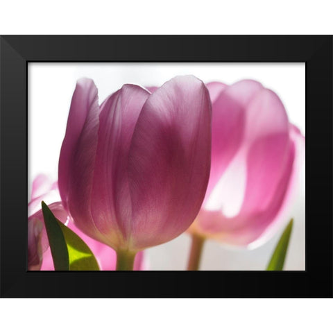 Pink Tulips Black Modern Wood Framed Art Print by Bonin, Suzanne