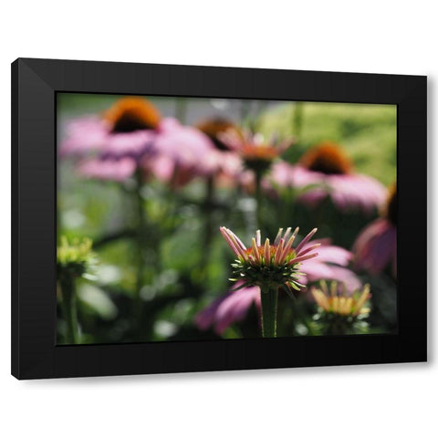 Spiky Black Modern Wood Framed Art Print with Double Matting by Bonin, Suzanne